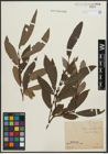 Foto von Salix appendiculata Vill.